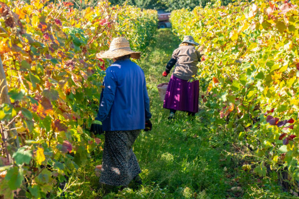 Vineyards,Of,Wine,Area,Of,Georgia,Kakheti,,Telavi,Wineyards,,Rtveli