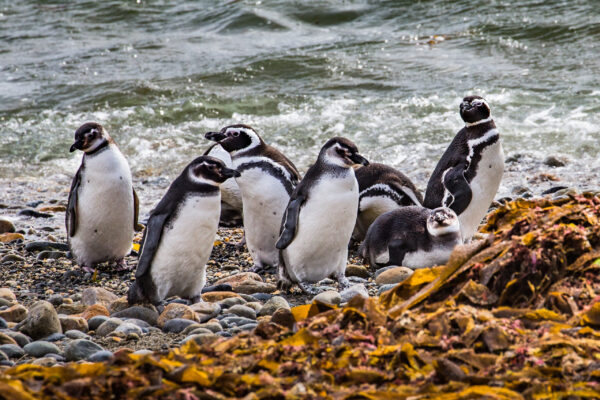 Colony,Of,Magellanic,Penguins,On,Magdalena,Island,,Strait,Of,Magellan,