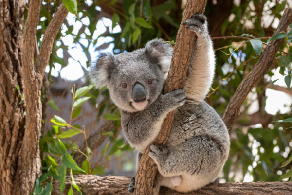Koala,Bear,Sitting,In,A,Tree,Looking,Face,On