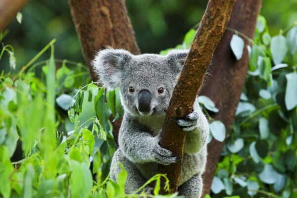 Gruppenreise Australien: Höhepunkte 2026 | Erlebnisrundreisen.de