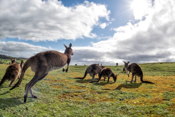 Stadt, Kultur & Kulinarisches Australien | Erlebnisrundreisen.de