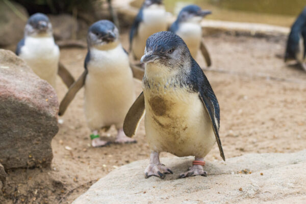 Little,Blue,Penguins