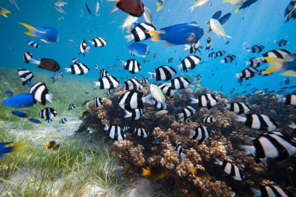 AU-Australien-Neuseeland-Hoehepunkte-skAURNZK-6