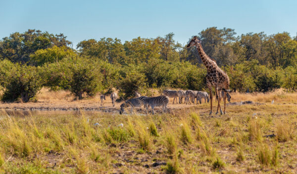 Zebras,And,Giraffe,On,Waterhole.,Moremi,Game,Reserve,,Botswana,,Africa