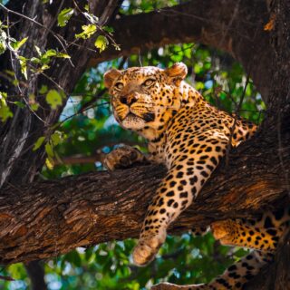 Rundreise Botswana & Simbabwe: Höhepunkte 2026 | Erlebnisrundreisen.de
