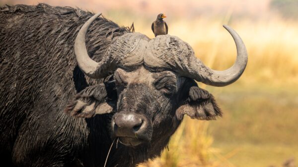 Erlebnis, Abenteuer & Begegnung Botswana | Erlebnisrundreisen.de
