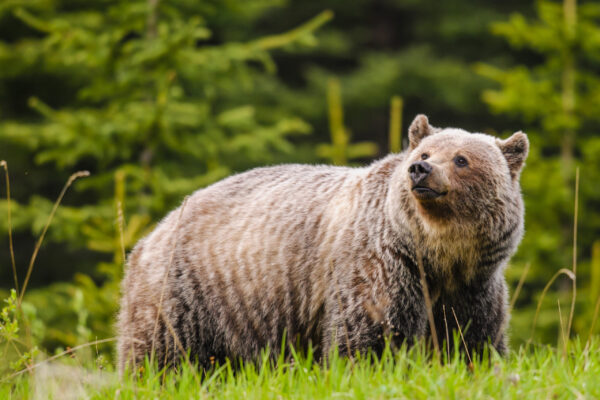 Wild,Grizzly,Bear,Feeding,On,Summer,Foliage,,Kananaskis,Country,Alberta