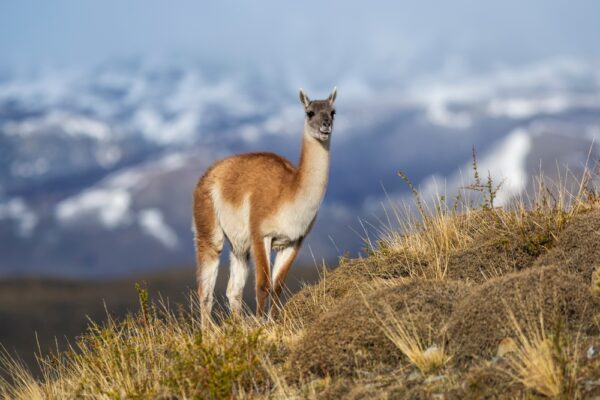 Chile | Erlebnisrundreisen.de