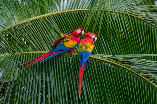 Gruppenreise Costa Rica: Mit Flair 2026 | Erlebnisrundreisen.de