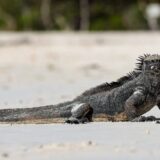 Rundreise Ecuador & Galapagos: Höhepunkte 2026 | Erlebnisrundreisen.de