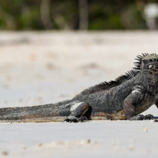 Rundreise Ecuador & Galapagos: Höhepunkte 2026 | Erlebnisrundreisen.de