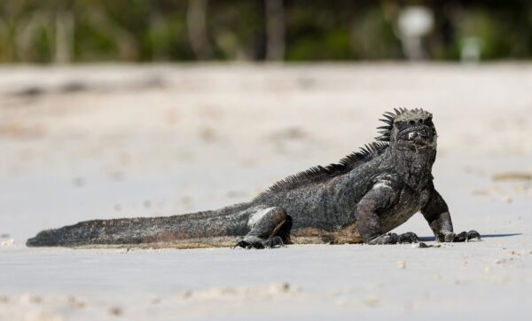 Rundreise Ecuador & Galapagos: Höhepunkte 2026 | Erlebnisrundreisen.de