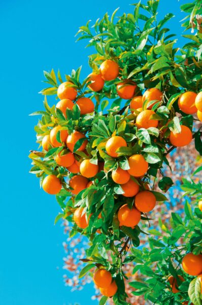 Gruppenreise Andalusien: Impressionen mit Flair 2026 | Erlebnisrundreisen.de