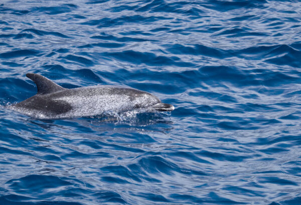 Spotted,Dolphin,(stenella),,Atlantic,In,La,Gomera,,Canary,Islands,,Spain