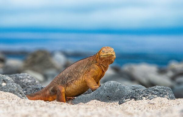 Ecuador und Galápagos - ein Land voller Wunder Erlebnisreise - 2026 / 2027 | Tinta Tours Erlebnisreisen