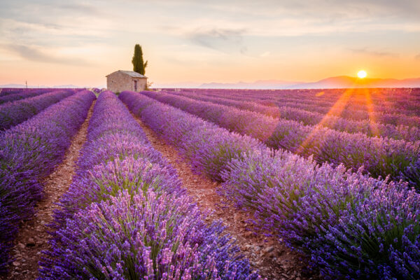 Rundreise Provence: Höhepunkte zur Lavendelblüte 2026 | Erlebnisrundreisen.de