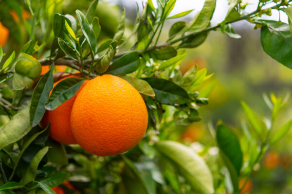 Orange,Citrus,Fruit,Plantation,On,Peloponnese,,Greece,,New,Harvest,Of