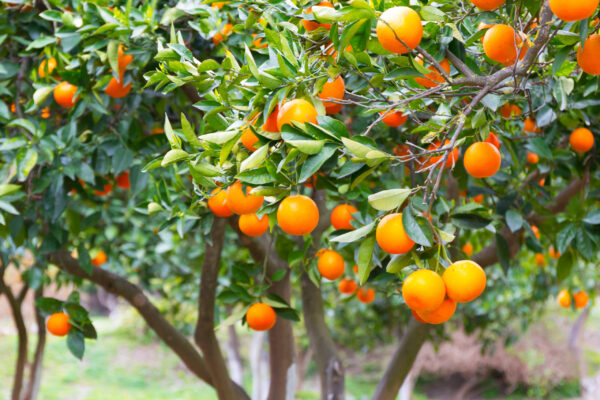 Orange,Tree,With,Fruits,In,Greece.