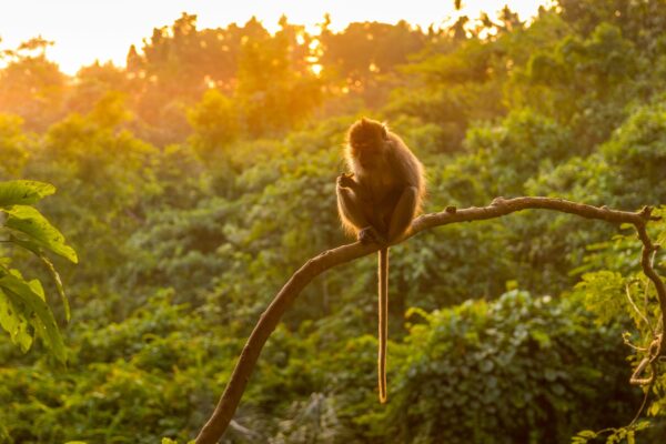 Erlebnis, Abenteuer & Begegnung Indonesien | Erlebnisrundreisen.de