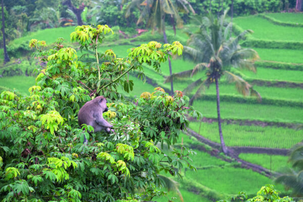 Indonesien | Erlebnisrundreisen.de