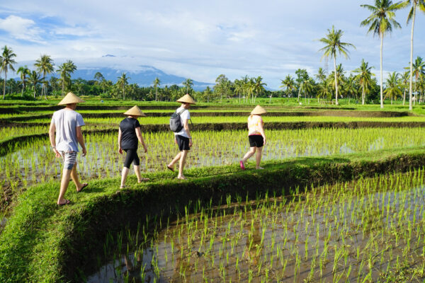 Kalibaru,In,Indonesia.,Hill,Town,With,Rice,Paddies