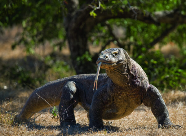 Komodo,Dragon,Is,On,The,Ground.,Interesting,Perspective.,The,Low