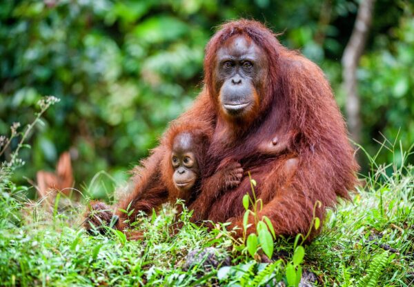 Erlebnis, Abenteuer & Begegnung Indonesien | Erlebnisrundreisen.de