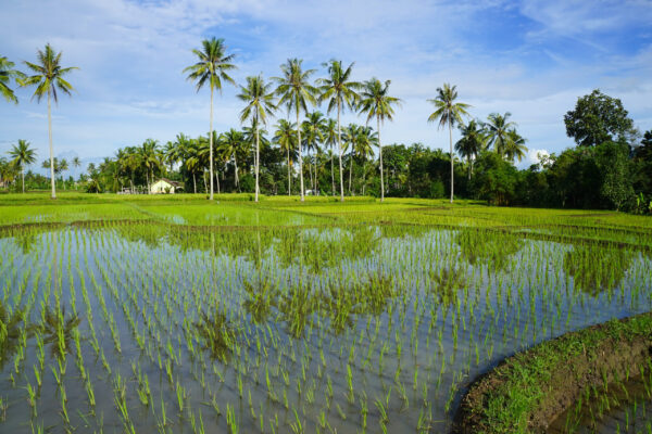 Naturkundliche Reisen Indonesien | Erlebnisrundreisen.de