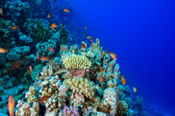 Coral,Reef,At,The,Red,Sea,egypt