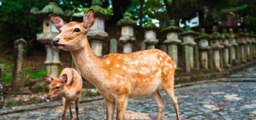 Rundreise Japan: Die ausführliche Reise 2026 | Erlebnisrundreisen.de
