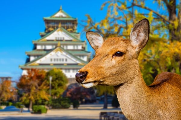 Gruppenreise Japan: Höhepunkte - komfortabler unterwegs 2026 | Erlebnisrundreisen.de