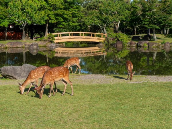 Deer,Eating,Grass,In,Nara,Park