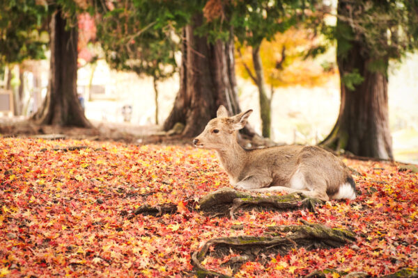 Reisen mit Schiff, Zug, Bus & Mietwagen Japan | Erlebnisrundreisen.de