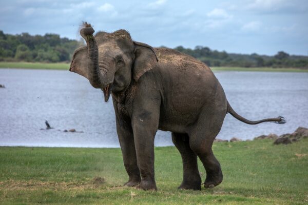 Habarana,,Sri,Lanka,-,July,13,,2024,:,A,Wild