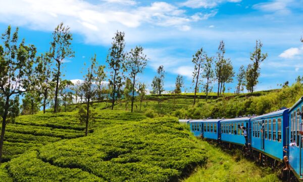 Scenic,Sri,Lanka,Train,Journey,Through,Tea,Plantations