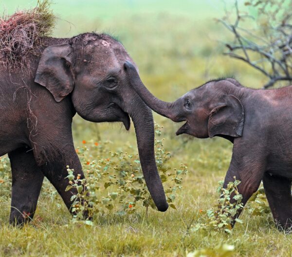 Gruppenreise Sri Lanka: Höhepunkte im Sommer 2026 | Erlebnisrundreisen.de