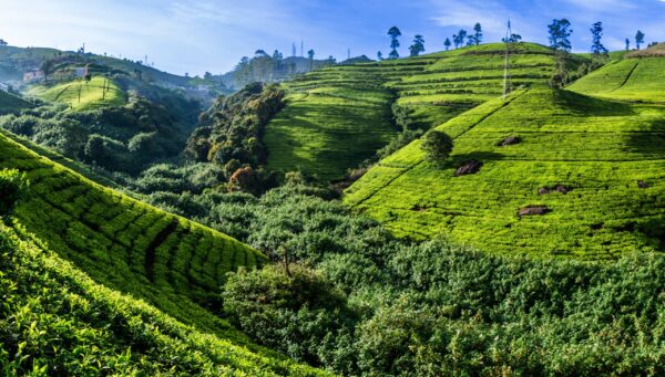 Gruppenreise Sri Lanka | Erlebnisrundreisen.de