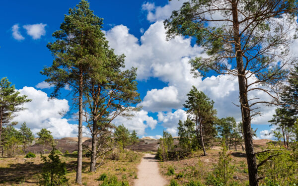Nagliai,Nature,Reserve,Near,Nidden;,Curonian,Spit;,Lithuania