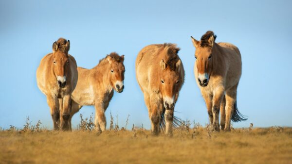 Mongolei | Erlebnisrundreisen.de