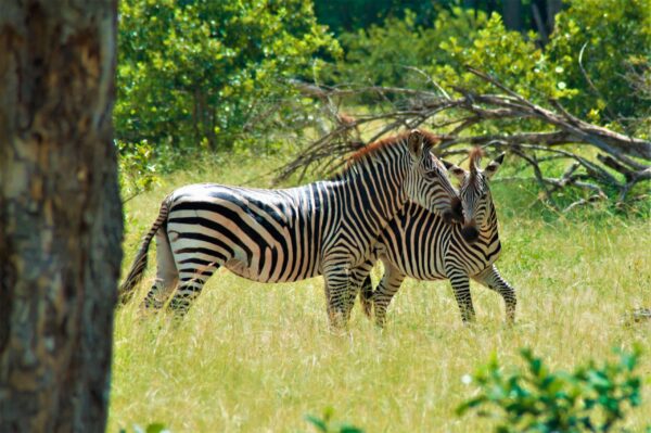 Gruppenreise Malawi & Sambia : Höhepunkte 2026 | Erlebnisrundreisen.de