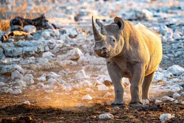 NA-Namibia-Botswana-Hoehepunkte-im-Norden-mit-Victoriafaellen-skNARNOR-7