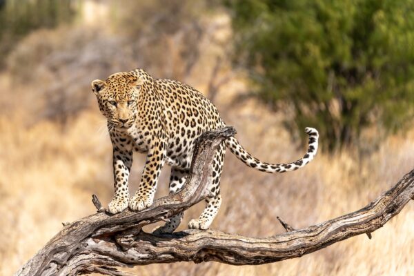 African,Leopard,,Panthera,Pardus,Pardus,On,A,Tree,Branch,,Etosha