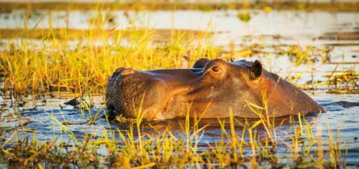 Rundreise Namibia, Botswana & Südafrika: Die ausführliche Reise mit Victoriafällen 2026 | Erlebnisrundreisen.de