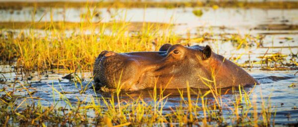 Rundreise Namibia, Botswana & Südafrika: Die ausführliche Reise mit Victoriafällen 2026 | Erlebnisrundreisen.de