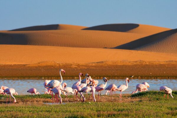 Flamingos,In,Lagoon,Of,Walwis,Bay,,Sandy,Dunas,On,The