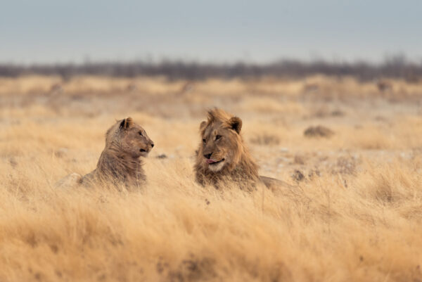 Etosha,National,Park,,Namibia,Lion