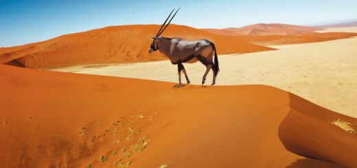 Rundreise Namibia: Mit Flair 2026 | Erlebnisrundreisen.de