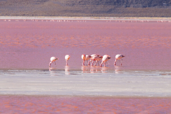 Laguna,Colorada,Flamingos,,Bolivia.,Puna,Flamingo.,Andean,Wildlife.,Red,Lagoon