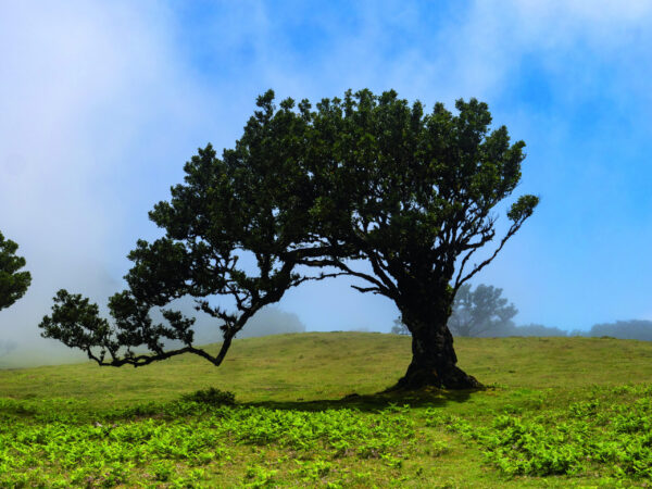 Gruppenreise Madeira: Wandern & Kultur mit Flair 2026 | Erlebnisrundreisen.de