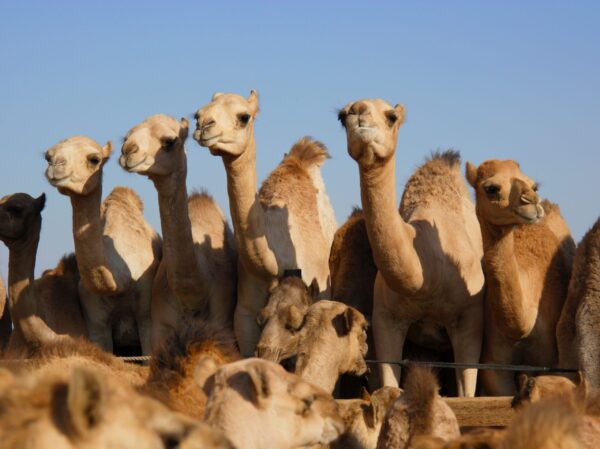 Camel,Market,At,The,Oasis,Al,Ain,,Emirate,Of,Abu